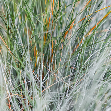 Fetuque bleu Festina blue - Festuca glauca Festina blue