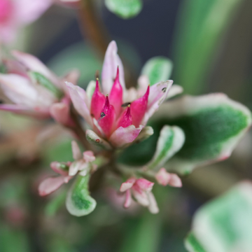 Sedum panaché vert blanc et rose - Sedum spurium 'Tricolor'