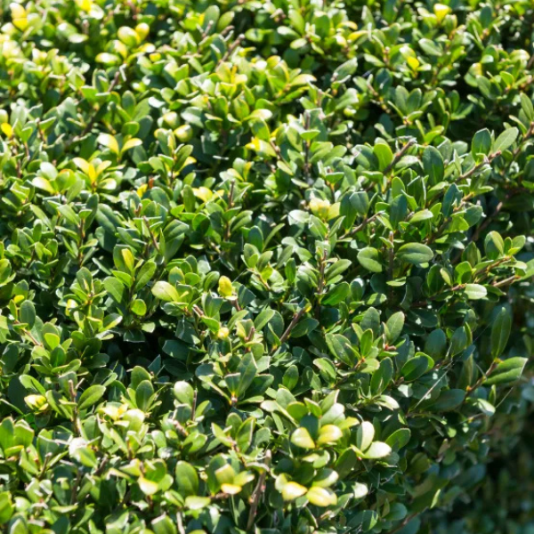 Houx crénelé 'Green Hedge' - Ilex crenata 'Green Hedge'