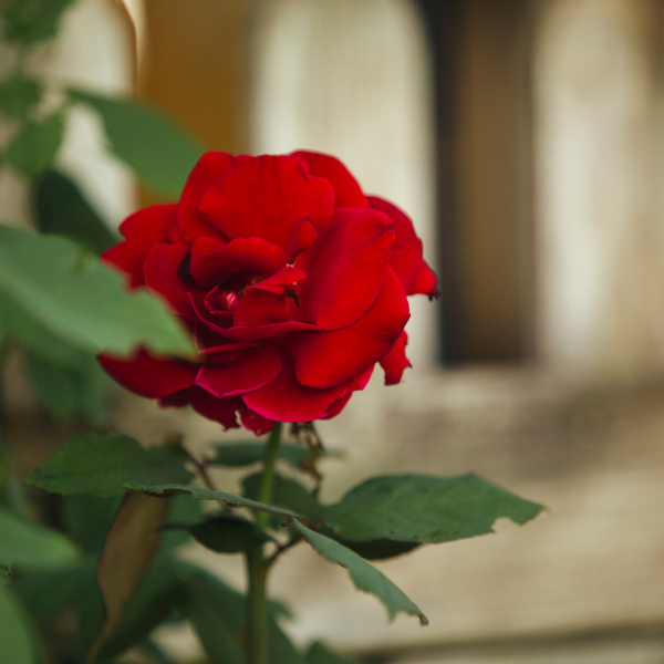 Rosier 'Dame de Cœur' - Rosa Thé moderne 'Dame de Cœur'