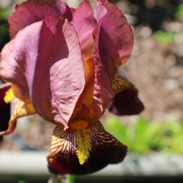 Iris des jardins 'Indian chief'- Iris germanica 'Indian chief'