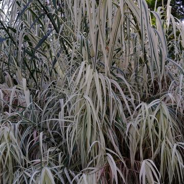 Canne de Provence 'Ely' - Arundo donax 'Ely'