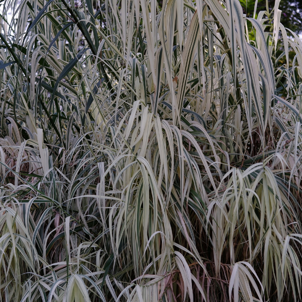 Canne de Provence 'Ely' - Arundo donax 'Ely'