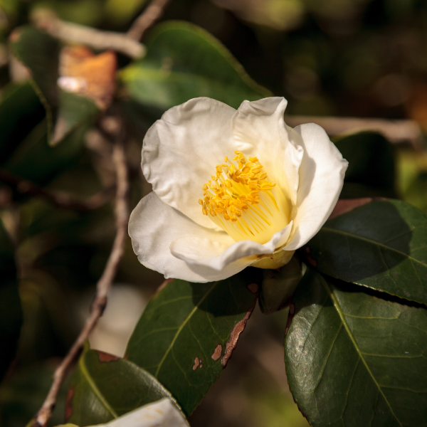 Camélia du Japon 'Sliver Waves' - Camellia japonica 'Sliver Waves'