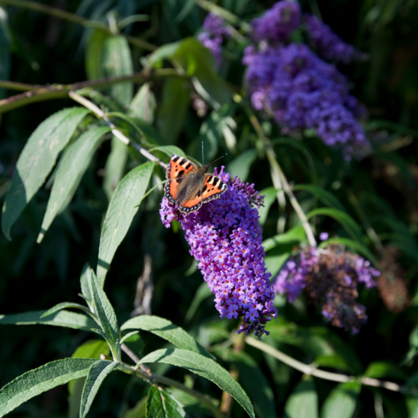 Arbre aux papillons 'Sophie' - Buddleja davidii 'Sophie'