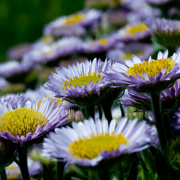 Vergerette leiomerus - Erigeron leiomerus