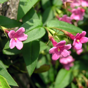 Jasmin Passion Rose
