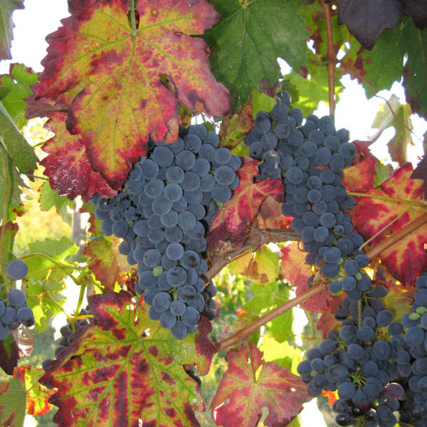 Vigne variées - Vitis vinifera variées
