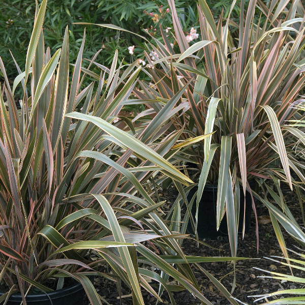 Phormium Sundower