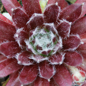 Sempervivum Chick Charms Cosmic Candy