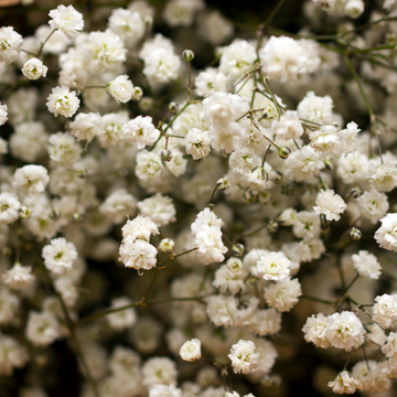 Gypsophile paniculé 'Bristol Fairy' - Gypsophila paniculata 'Bristol Fairy'