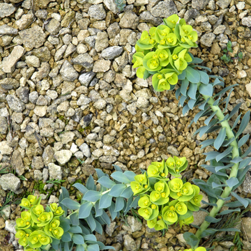 Euphorbe de Corse - Euphorbia myrsinites
