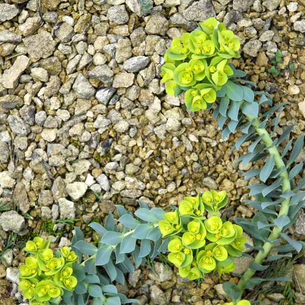Euphorbe de Corse - Euphorbia myrsinites