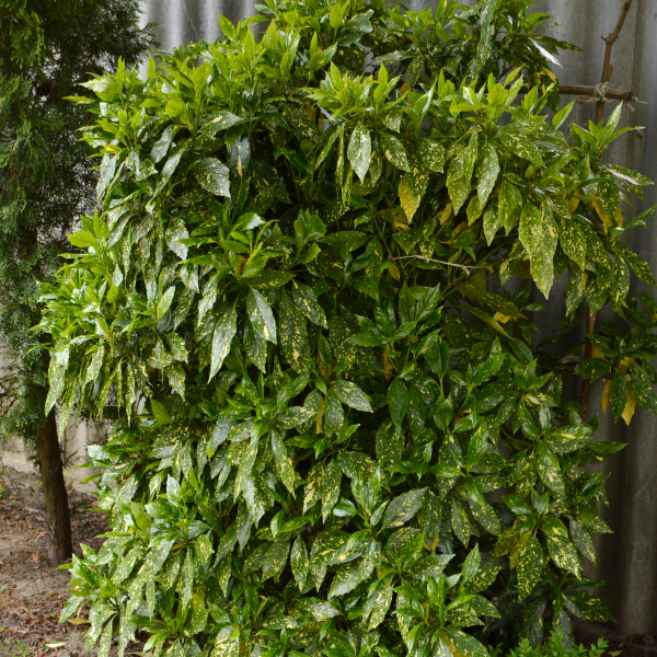 Aucuba Japonica Variegata
