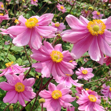 Anémone du Japon 'Rubra' - Anemone japonica 'Rubra'