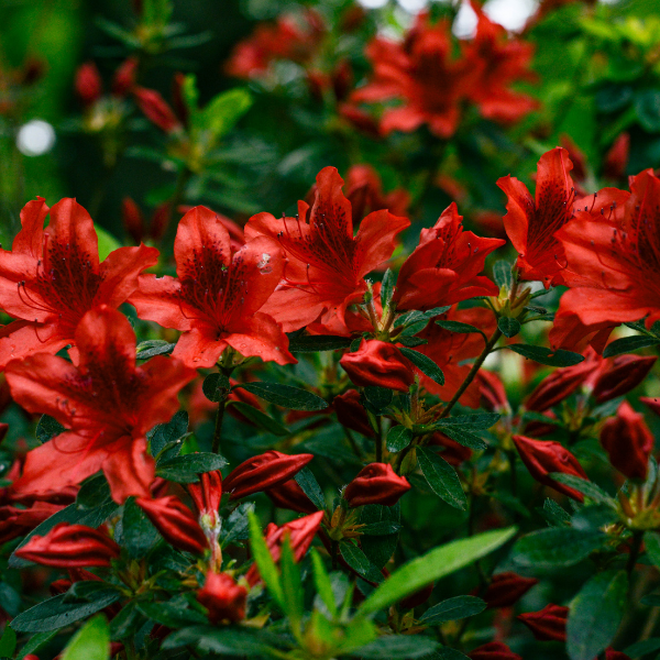 Azalée Japonaise Radja - Azalea Japonica Radja