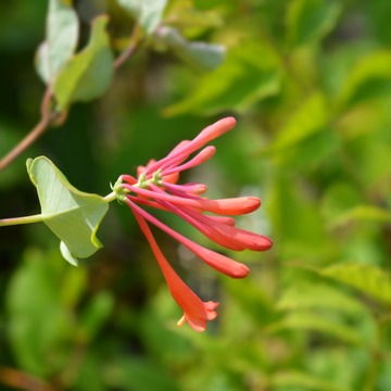Chèvrefeuille grimpant 'Dropmore Scarlet' - Lonicera brownii 'Dropmore Scarlet'