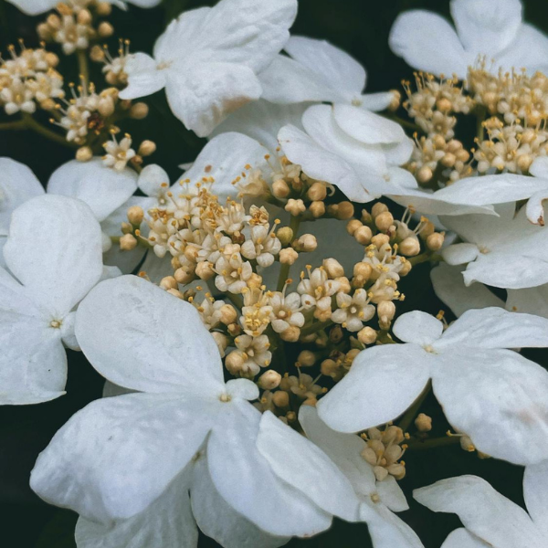 Viorne de Chine 'Lanarth' - Viburnum plicatum 'Lanarth'