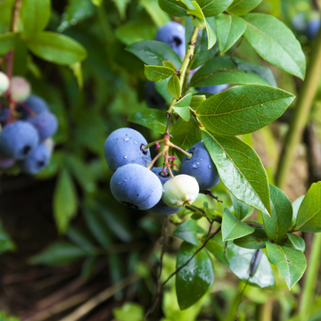 Myrtille d'Amérique - Vaccinium corymbosum Legacy