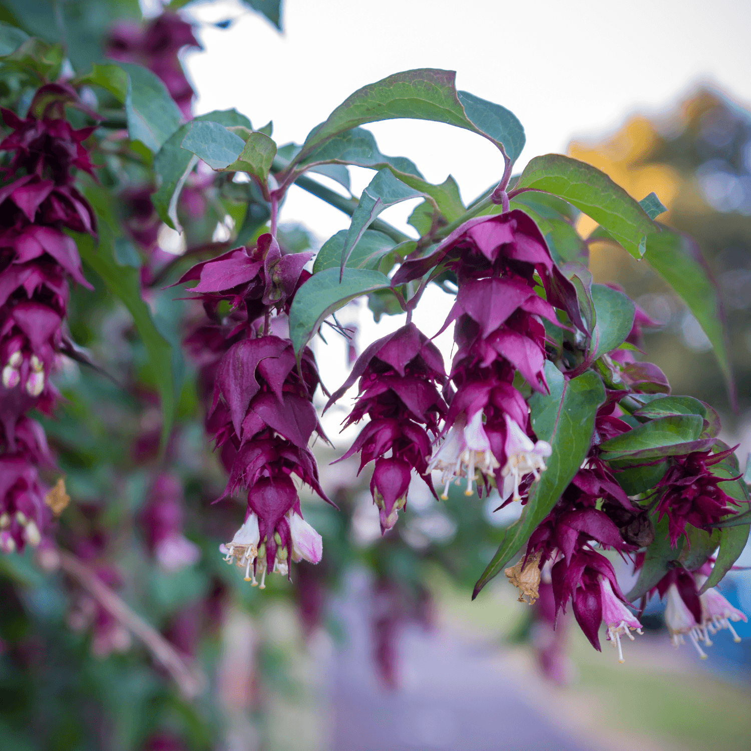 Arbre aux faisans - Leycesteria formosa - FLEURANDIE