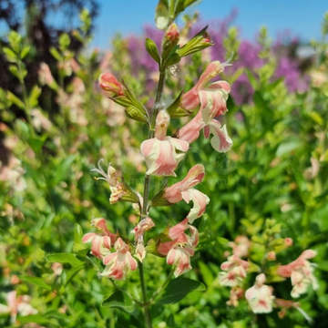 Sauge arbustive 'Belle De Loire' - Salvia jamensis 'Belle De Loire'