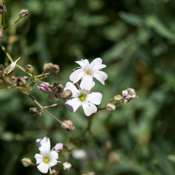 Gypsophile blanc rampant -  Gypsophila repens 'Alba'
