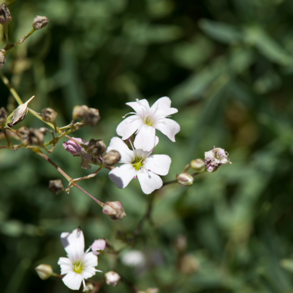 Gypsophile blanc rampant -  Gypsophila repens 'Alba'