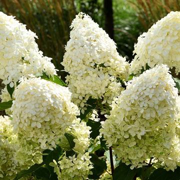 Hortensia Paniculata 'Magical Matterhorn'- Hydrangea Paniculata 'Magical Matterhorn'