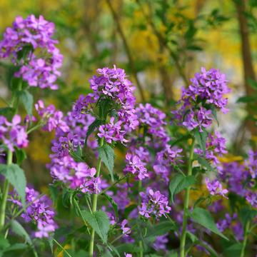 Monnaie du pape - Lunaria annua