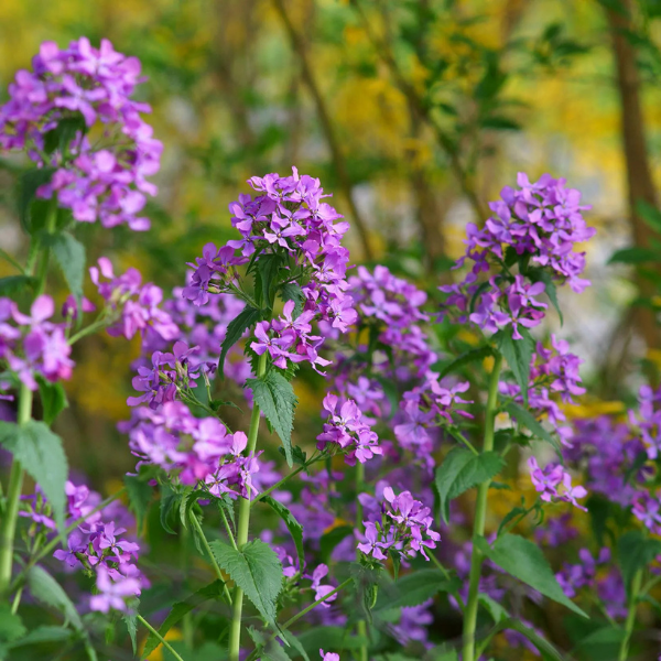 Monnaie du pape - Lunaria annua