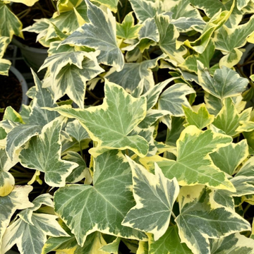 Lierre commun 'Goldchild' - Hedera helix 'Goldchild'