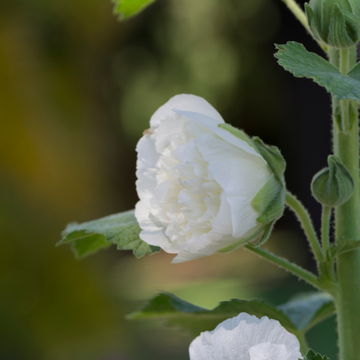 Rose Trémière Double 'Chater's Blanc' - Alcea Rosea Plena 'Chater's White'