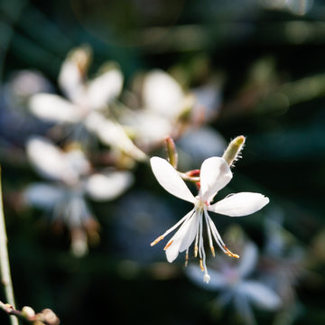 Gaura Lindh. 'Butterfly White'