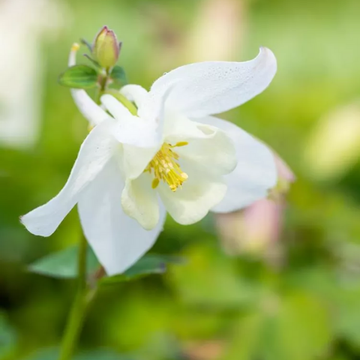 Ancolie Blanche - 'Spring Magic White'
