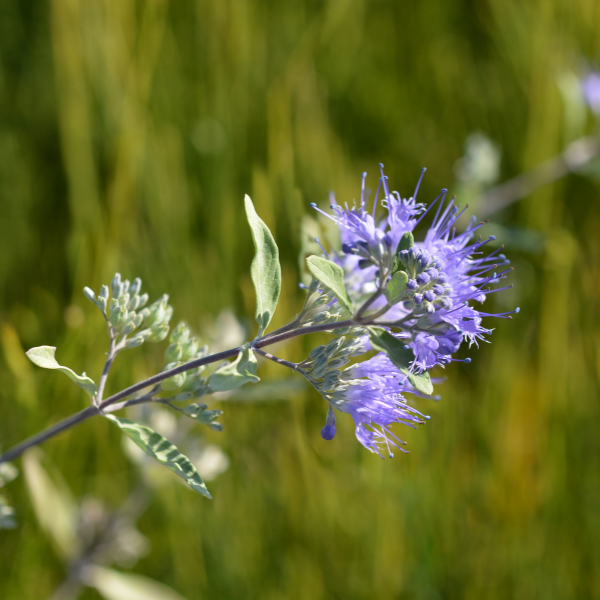 Barbe-bleue 'Grand Blue'® - Caryopteris x clandonensis 'Grand Bleu'
