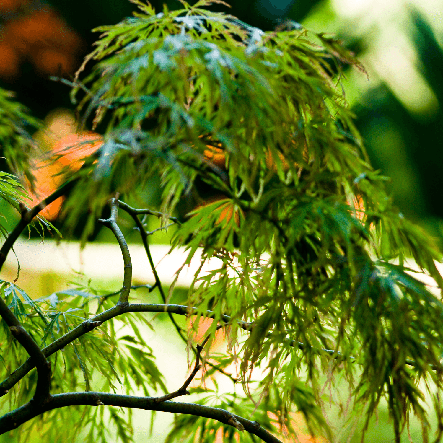 Érable du Japon 'Dissectum' - Acer palmatum 'Dissectum' - FLEURANDIE