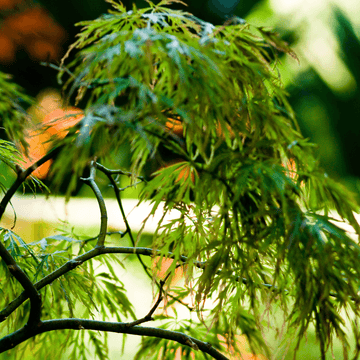 Érable du Japon 'Dissectum' - Acer palmatum 'Dissectum'