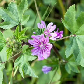 Grande Mauve 'Marina' - Malva  Sylvestris 'Marina'