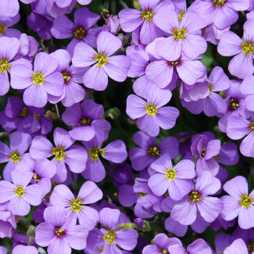 Aubriete violette - Aubrieta violette