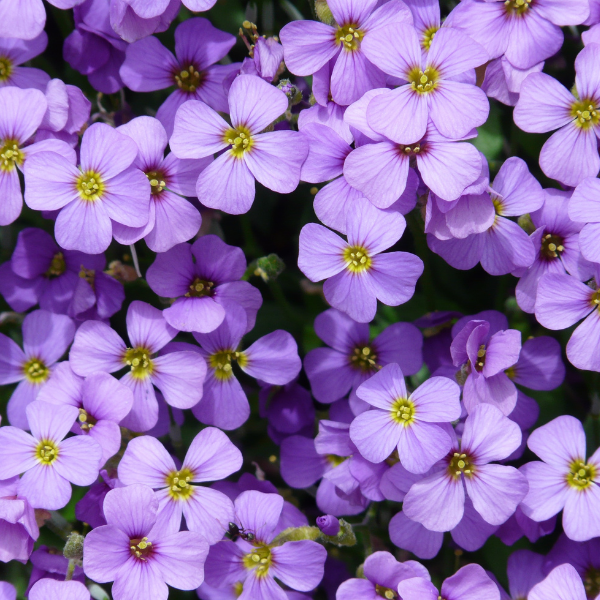 Aubriete violette - Aubrieta violette