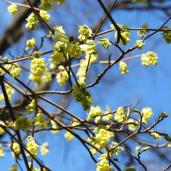Noisetier du Japon - Corylopsis pauciflore