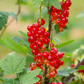 Ribes r. 'Junifer'