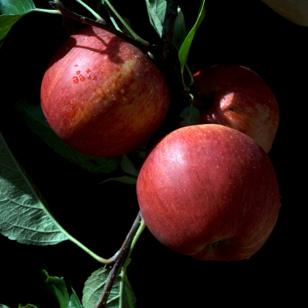 Pommier Colonnaire Ballerina Maypole - Malus Domestica Colonnaire Ballerina  Maypole