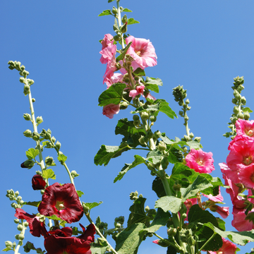Alcea varié
