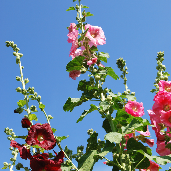 Alcea varié