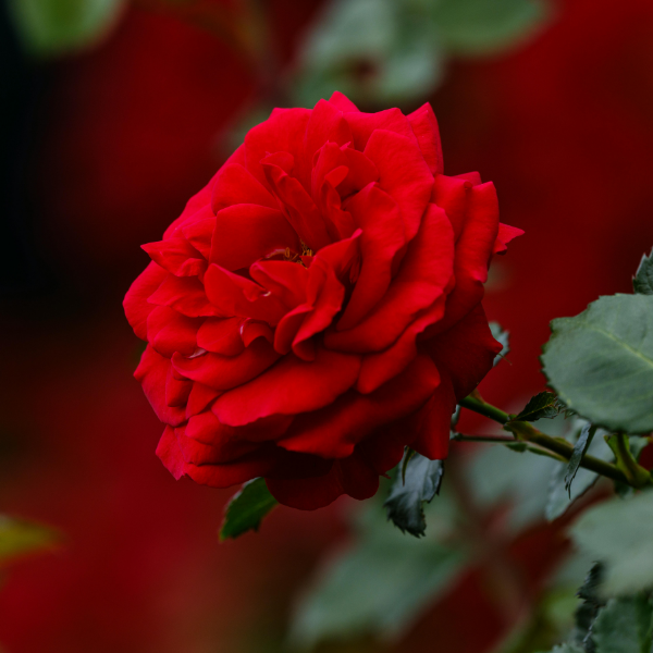 Rosier à fleurs groupées 'Black Forest Rose' - Rosa x floribunda 'Black Forest Rose'