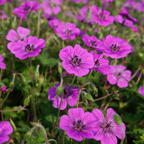 Géranium vivace 'Pink Penny' - Geranium 'Pink Penny'