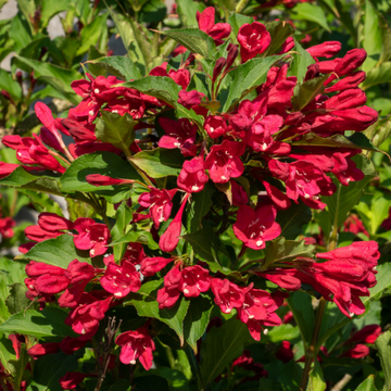 Weigela 'Red Prince' - Weigela 'Red Prince'