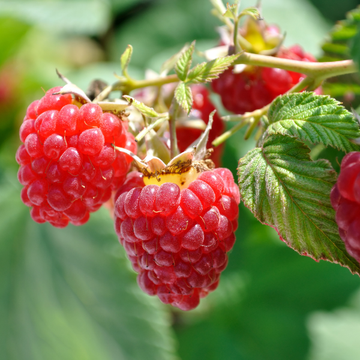 Framboisier Schönemann - Rubus idaeus Schönemann