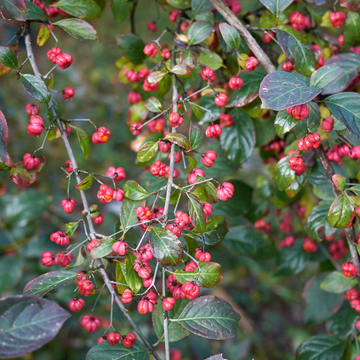 Fusain d'Europe - Euonymus europaeus